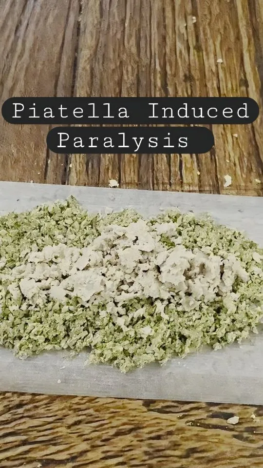 Piatella Induced Paralysis @coffeeshopdesupermarkt @coffeeshopsiberie @coffeeshoploft @corax2.0 Today we are visiting an Amsterdam coffeeshop to indulgde in a chocolate hole.@thecoffeeshopscom

This is a satirical piece and pictures a performance which does not reflect the reality in any sense this is not real do not believe what you see it is only a performance for entertainment purposes