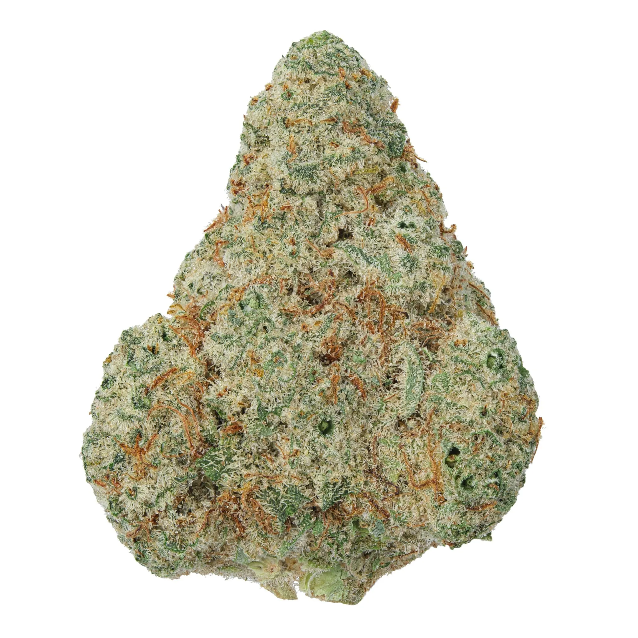Amnesia Haze bud - A potent, long-flowering sativa that dominates European coffeeshop menus