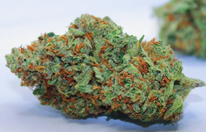 Zkittlez bud - An indica-dominant strain prized for its intense, candy-like fruit terpenes